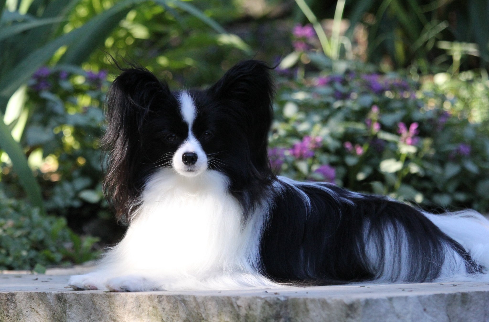 Queen Bless JP Winning Ticket – Meet JJ and follow his show career!